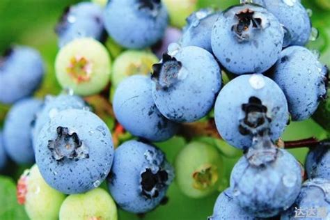 蓝莓哪个品种比较好吃 - 农敢网