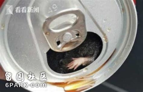 男子称喝完可乐发现罐内有老鼠 被补偿6罐 -6park.com
