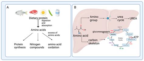 Pic Of Amino Acid