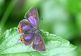 Image result for Purple Butterfly Bunny