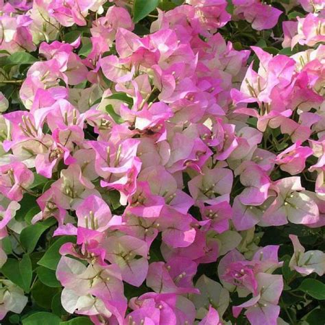 Bougainvillea Pink And White - Creepers & Climbers | Best Price in 2024 ...