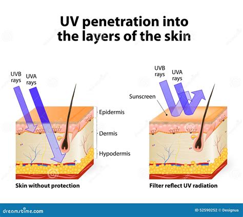 Human Skin. Of Absorbing And Reflected Uv Rays Stock Vector - Image: 52590252