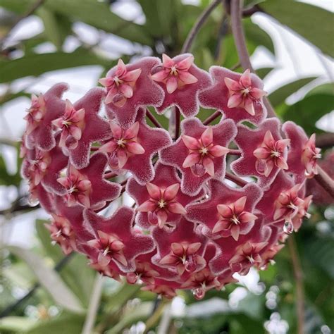 Hoya Pubicalyx Plant