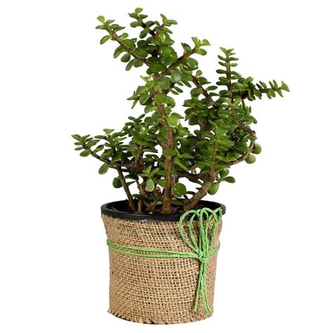 Nature Effect Jade Plant Good Luck Indoor Plants with Fancy Jute Bori ...