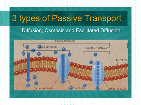 Passive and Active Transport | PPT