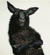 black sheep 的图像结果