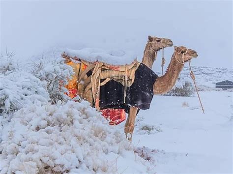 Bizarre Wonders: Mesmerizing Photos Of Snow On Sand Dunes Of The Sahara ...