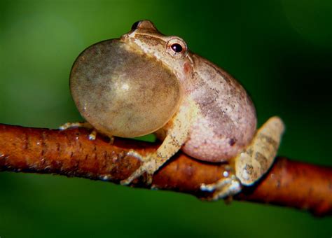 Monmouth County Park System: Frogs in the Parks