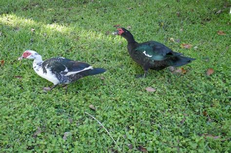Muscovy Duck - Sharons Florida