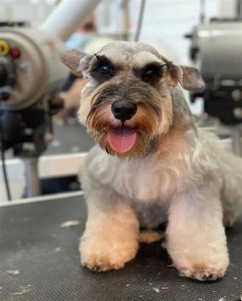 Schnauzer Haircuts And Grooming Styles