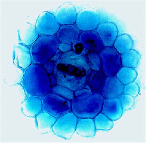 Imran Siddiqi Lab @ CCMB-Research