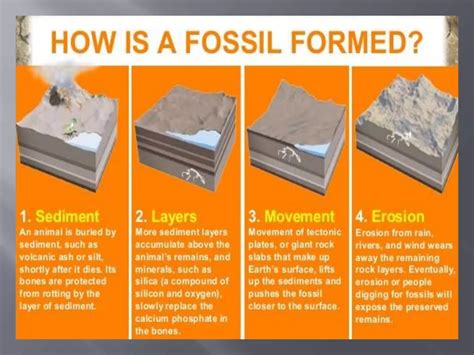 Formation of Fossils 的图像结果