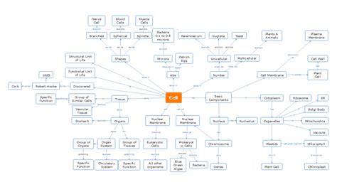 Cell Structure Concept Map 的图像结果
