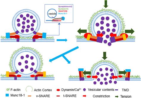 Vesicle fusion and release in neurons under dynamic mechanical equilibrium: iScience