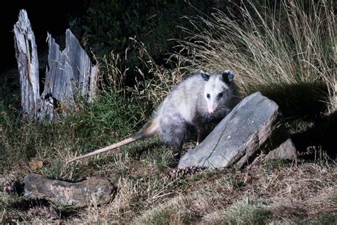 Opossum Playing Dead