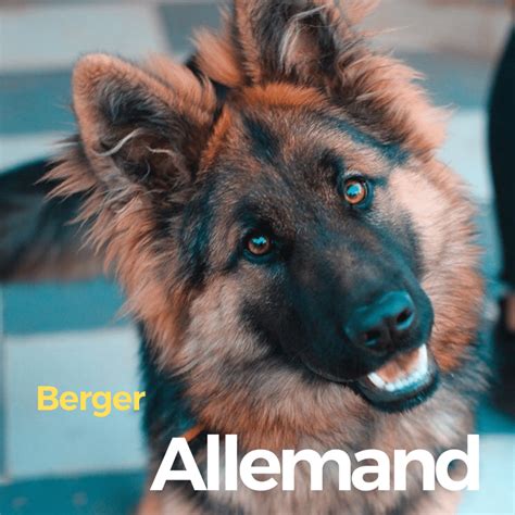 Berger Allemand 的图像结果