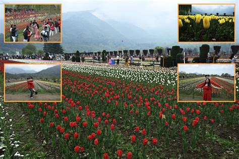 Kashmir Tulip Garden draws record 6.7 Lakh Visitors in 20 Days THE NEW ...
