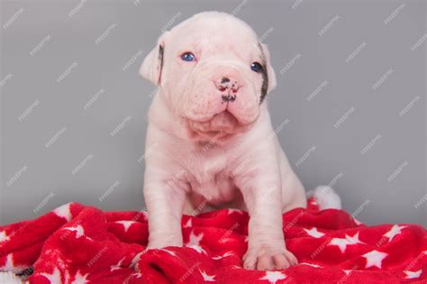 Premium Photo | American bulldog puppy dog