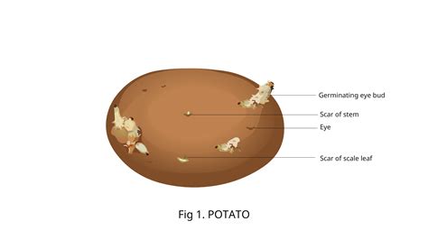 Image result for Vegetative Reproduction Potato