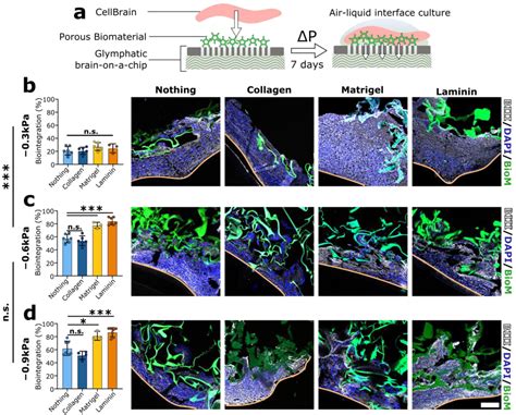 The Role of Interstitial Fluid Pressure in Cerebral Porous Biomaterial ...
