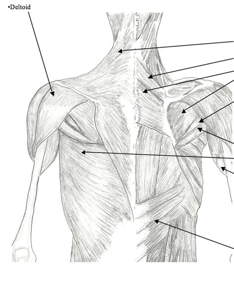 Image result for Back Muscle Chart