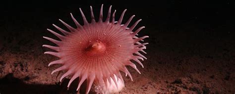 Mysterious Unknown Deep-Sea Creatures Discovered on Abyssal Expedition