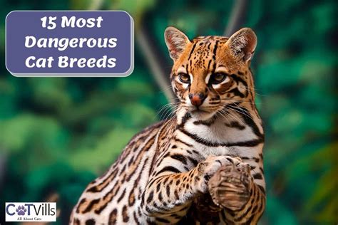 Can An Ocelot Breed With A Domestic Cat