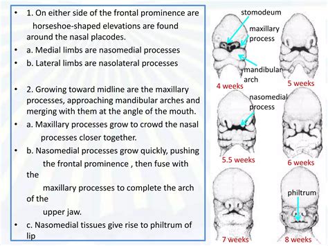 Embryonic Facial Development 的图像结果
