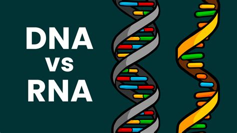 Rna Vs Dna