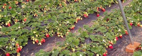 草莓的特点介绍,草莓苗_大山谷图库