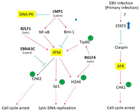 Epstein–Barr Virus Hijacks DNA Damage Response Transducers to ...