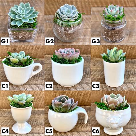 6-pack:premade Mini Succulents bulk Pack2succulents - Etsy