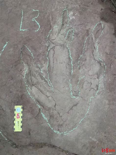 四川宜宾拍到巨大恐龙脚印，专家：是侏罗纪晚期实雷龙留下的