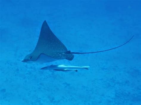 Dive Seychelles Underwater Centre (Beau Vallon) - 2022 What to Know ...