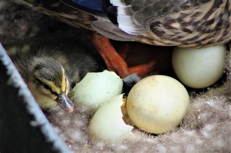 Duck Egg Hatching