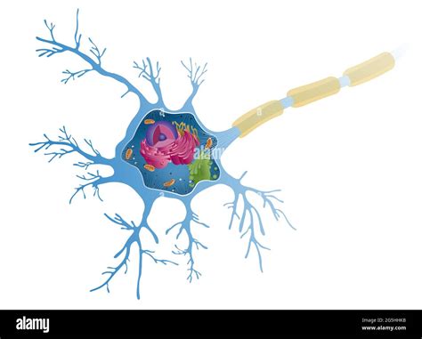Anatomy of a multipolar neuron. Nerve cells, also known as a neurons ...
