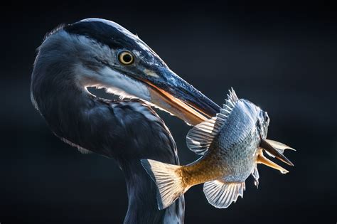 Outdoor Alabama Photo Contest Opens September 3 | Outdoor Alabama