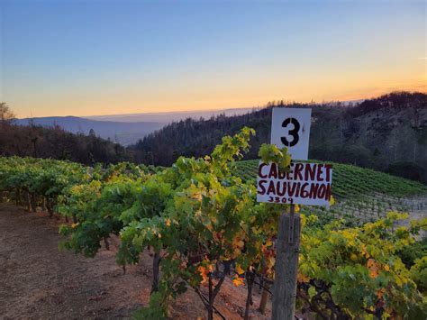 Gallery | Laguna Canyon Winery