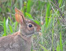 Image result for Cottontail Domesticated
