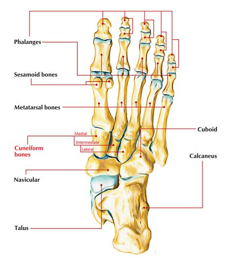 Lateral Cuneiform Bone