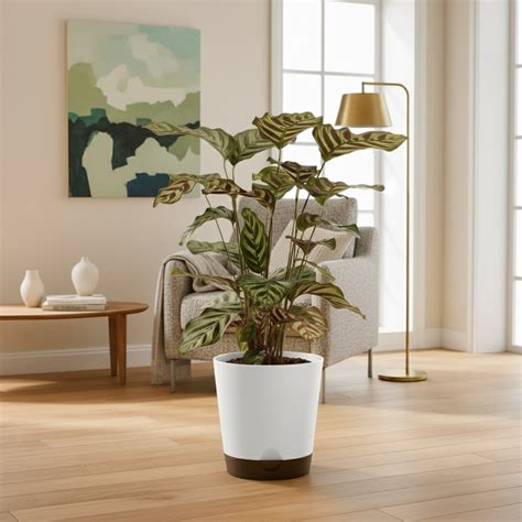 Calathea Makoyana | Peacock Plant in 7 Inch Self-Watering Pot | Live D ...