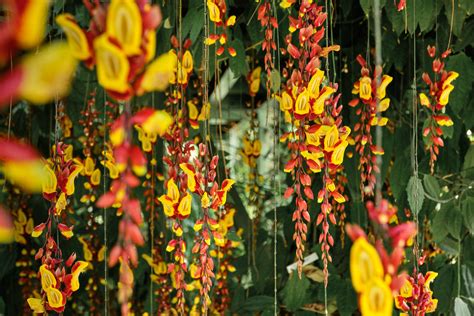 Lady Shoe Yellow Live Plant (Thunbergia mysorensis) – veliyathgardens