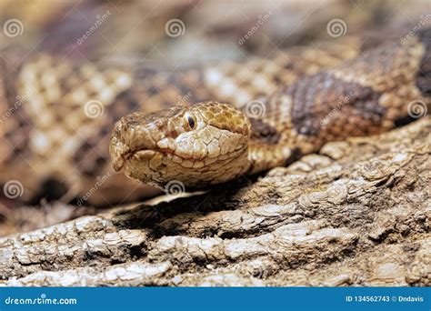 Young Copperhead Snake Or Highland Moccasin Stock Photo | CartoonDealer ...