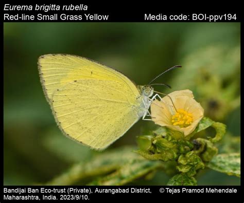 Eurema brigitta rubella | Butterfly