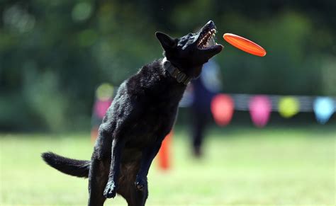 K9 Frisbee Toss & Fetch Worldwide Championship, September 6, 2025 ...