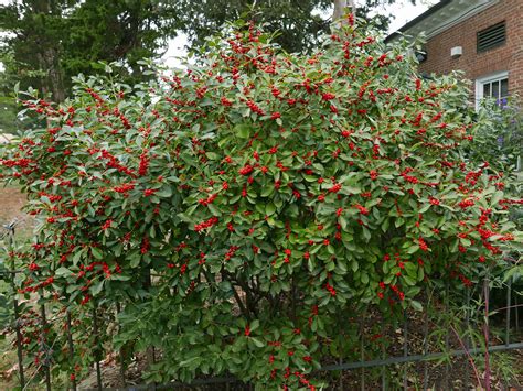 Ilex verticillata (Winterberry)