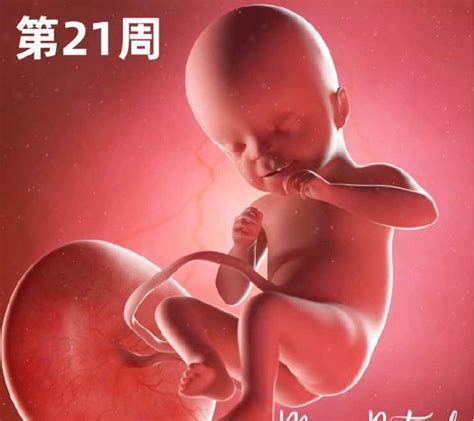 怀孕三个月的胎儿图（怀孕三个月孩子长成啥样了）_环球信息网