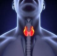 thyroid 的图像结果