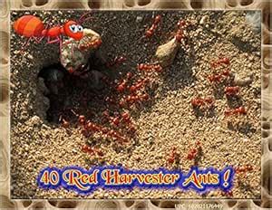 Insectsales.com Live Ants for Ant Farms with Free Ant Food (36 Healthy ...