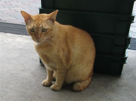 Giant Pet Python 的图像结果